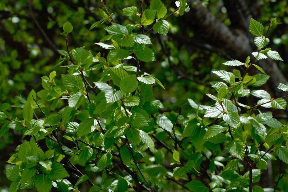 Birch leaves green