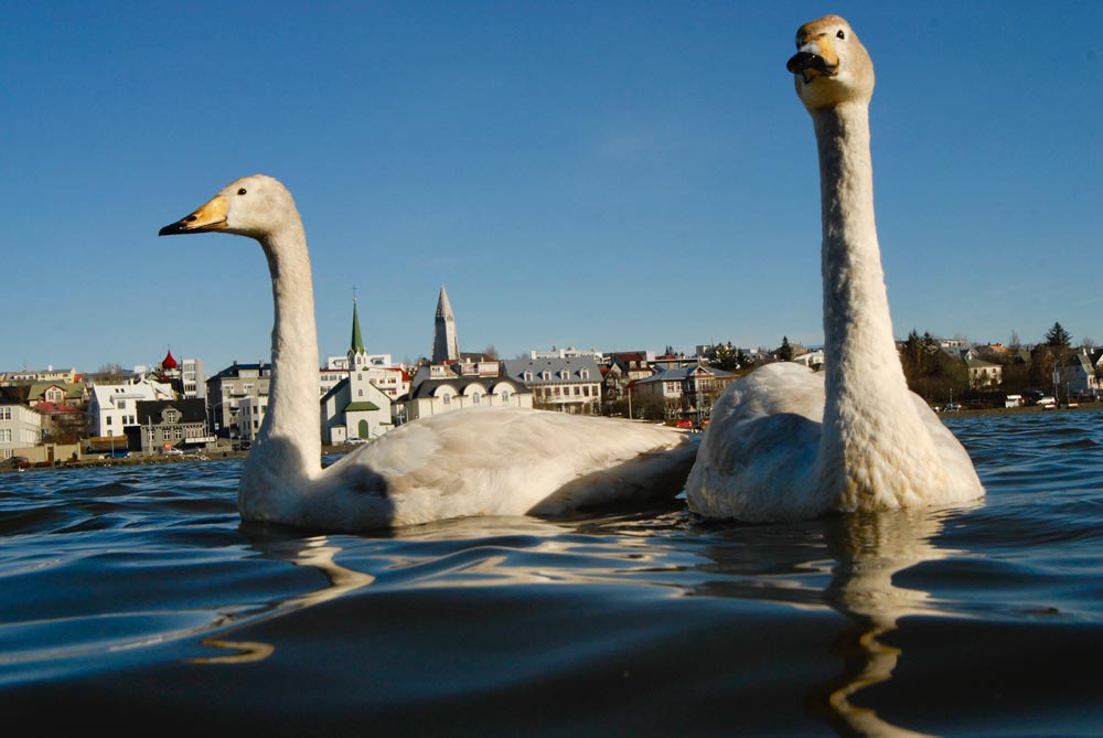 Swans on the pond tjornin Reykjavik capital