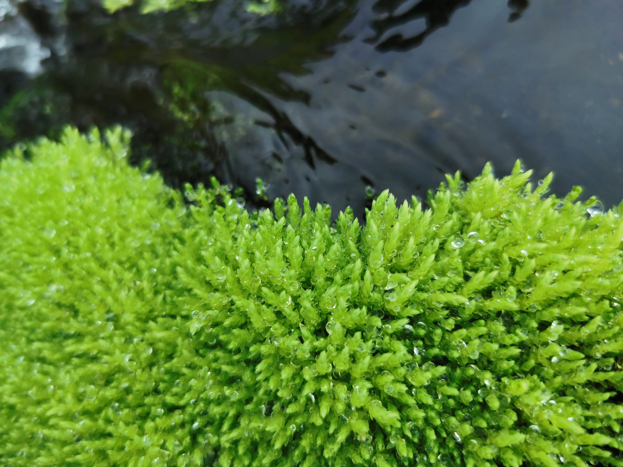 Green moss with water